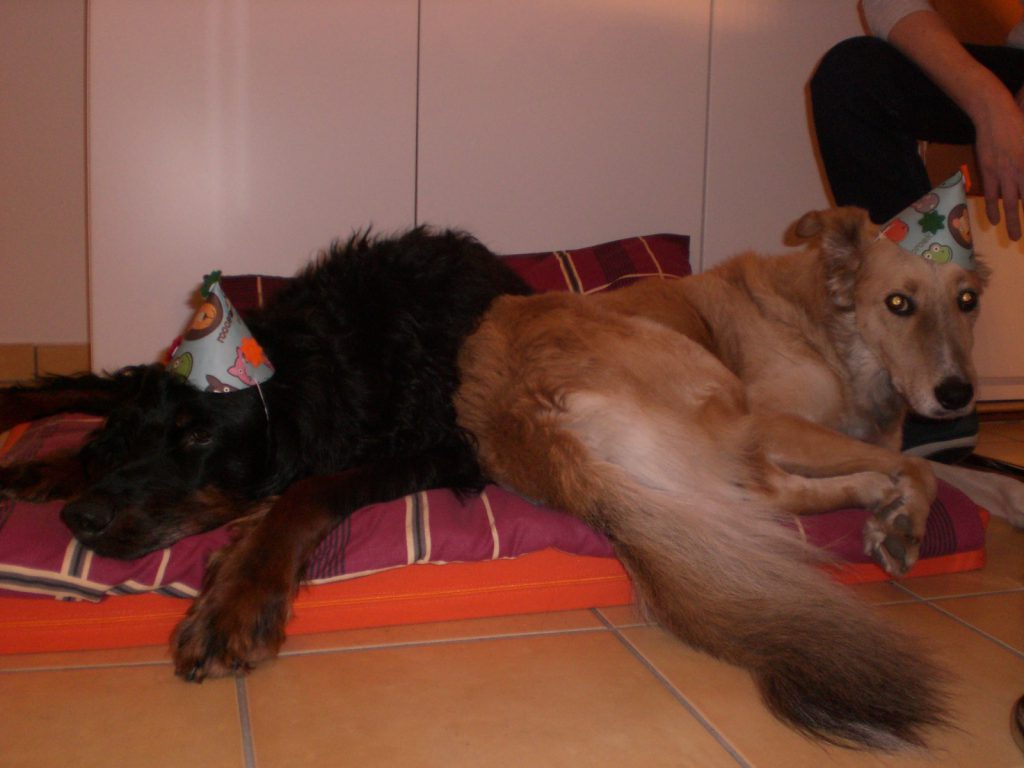 Sylvester 2013 15